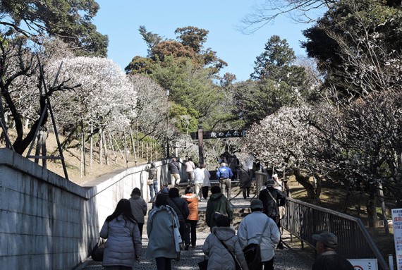 大本堂右の成田山公園入口脇の白梅が見事です♪