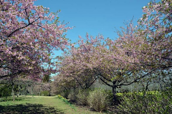桜のトンネルの足下には水仙、右手には菜の花。　山の上は別世界