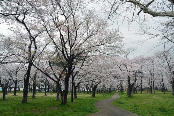 桜の道を散歩♪