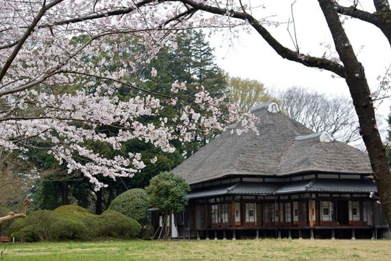 貴賓館と桜のコラボ