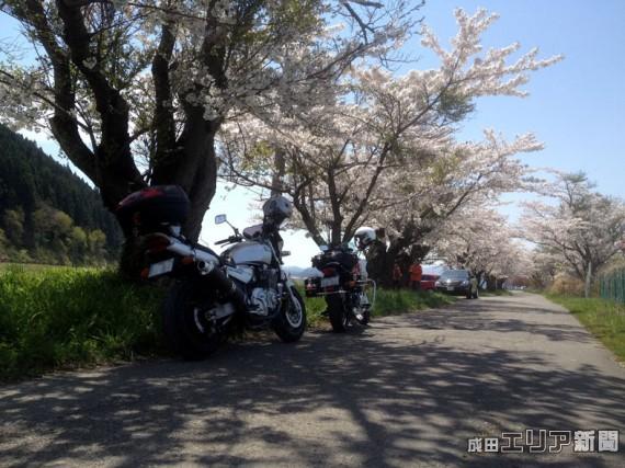 猪苗代湖畔の美しい桜
