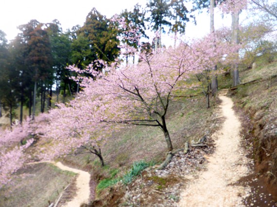 遊歩道付近の河津桜